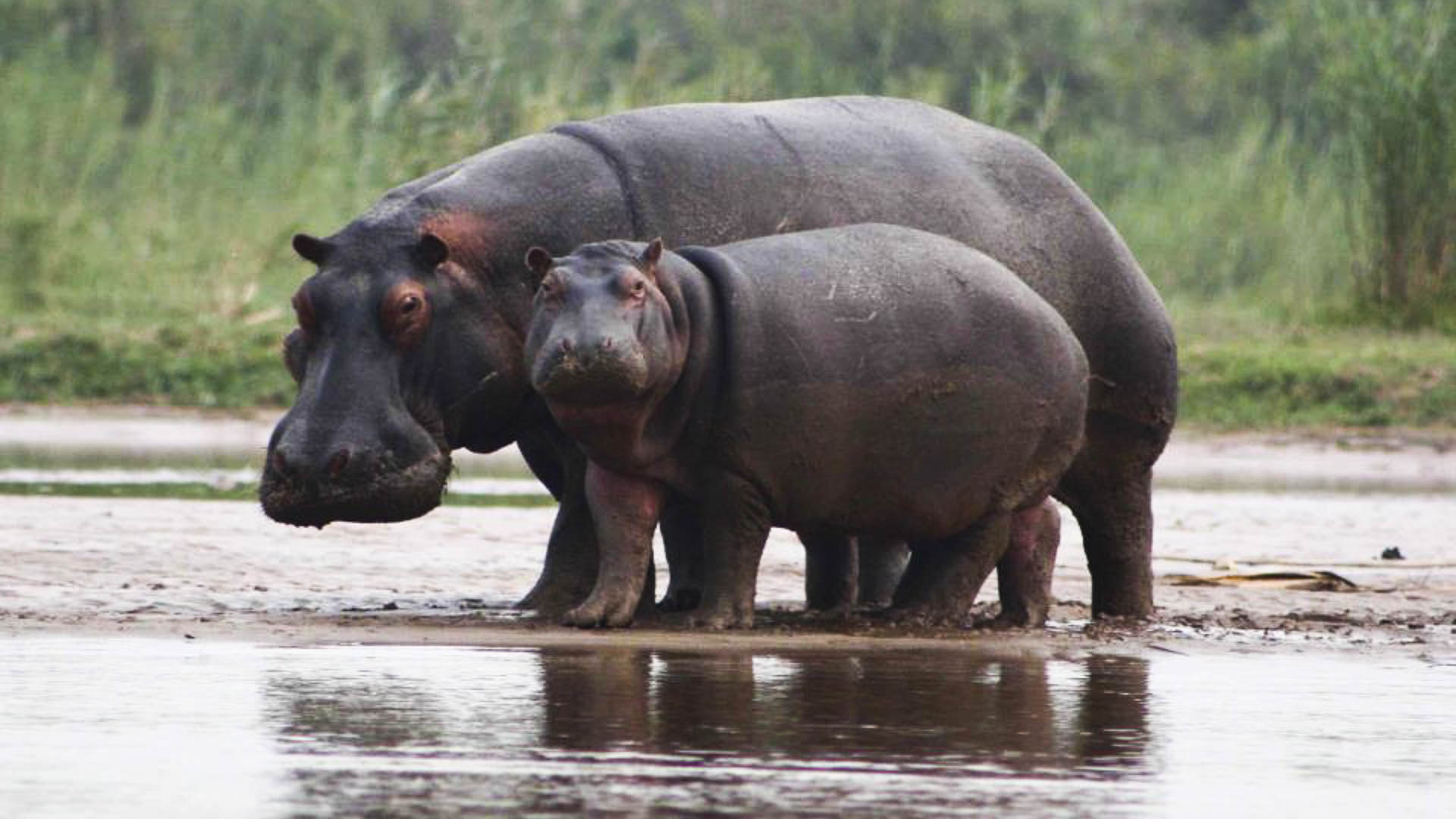 Hippopotami, Rusizi National Park (Photo: hotelclubdulac.com)